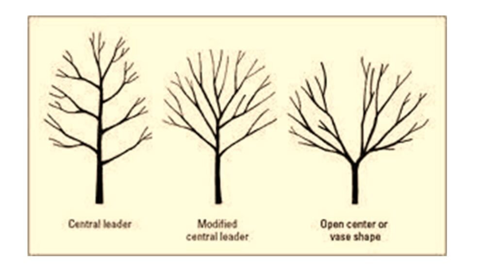 Types of Training In Horticulture Crops