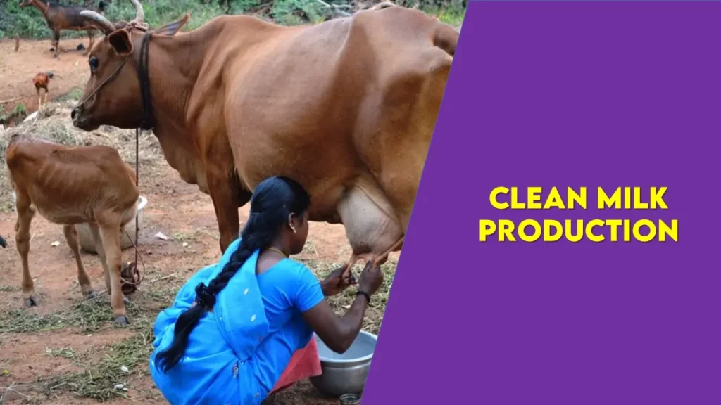 Clean Milk Production in dairy animals