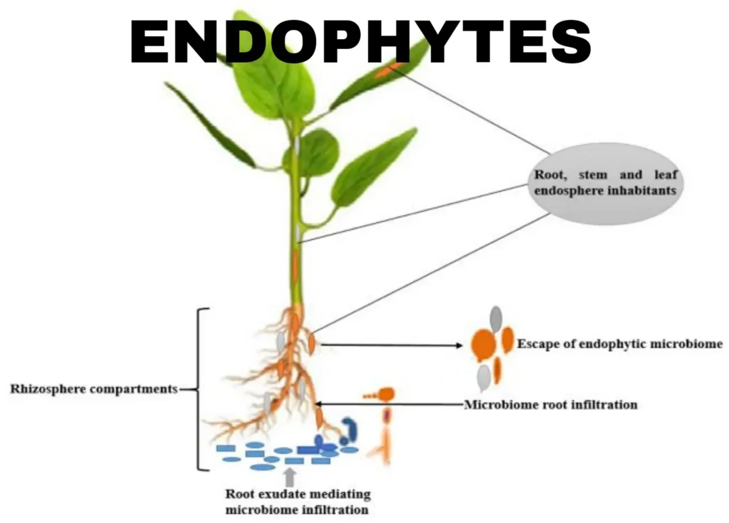 The mysterious benefactor of the plant: ENDOPHYTES