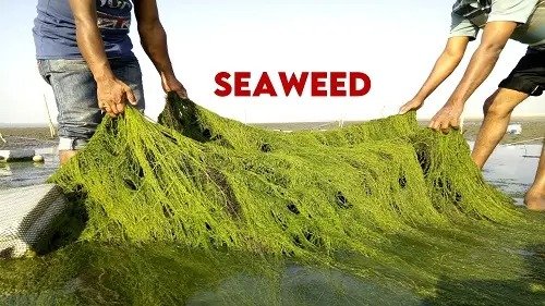 Seaweed: a grievous arsenal to vanquish plant pathogens