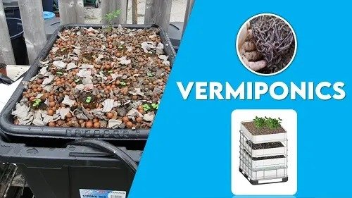 Vermiponics : An Alternative To Hydroponics