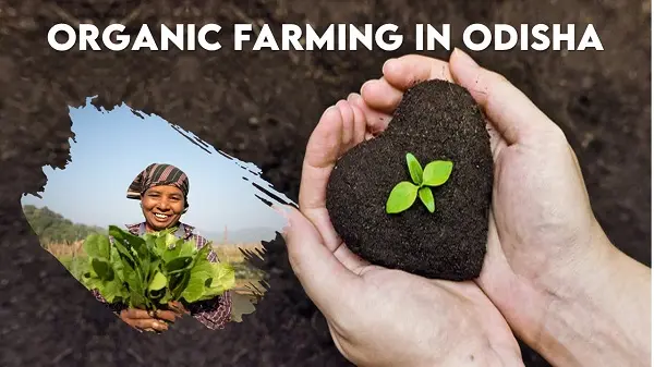 Organic farming in Odisha