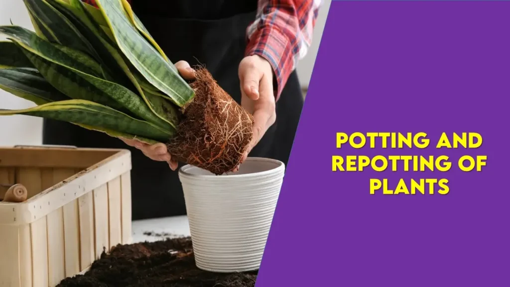 potting and repotting