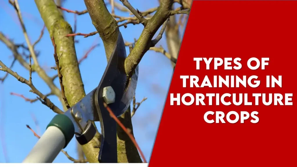 Types of Training In Horticulture Crops