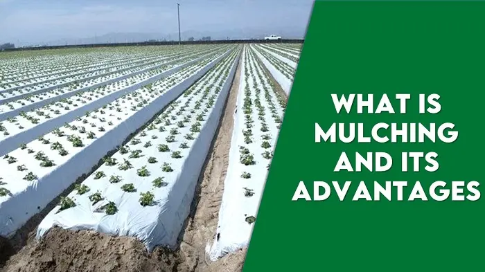 what is mulching and its advantages - Bsc Agriculture