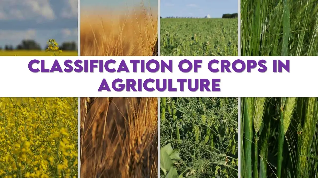 Classification of Crops in Agriculture.webp