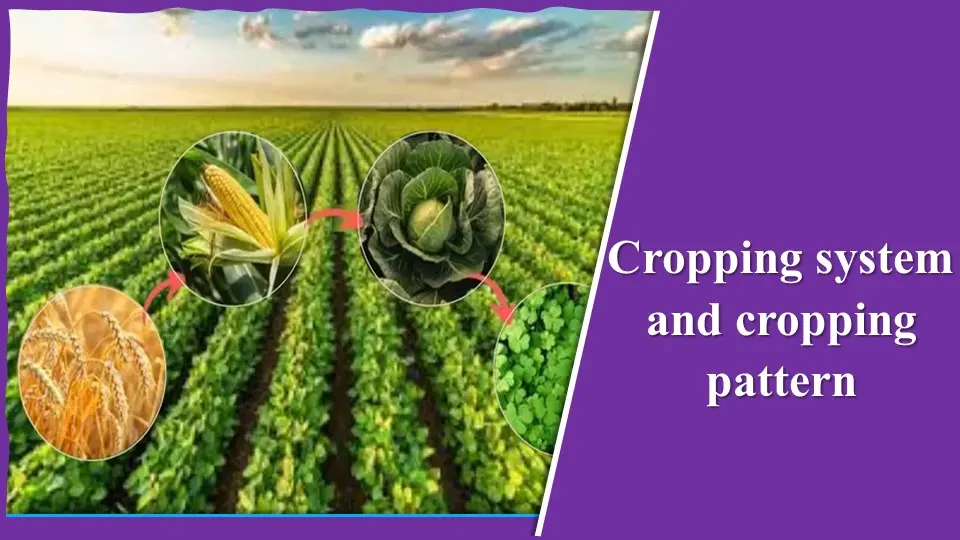 Cropping system and cropping pattern - Bsc Agriculture