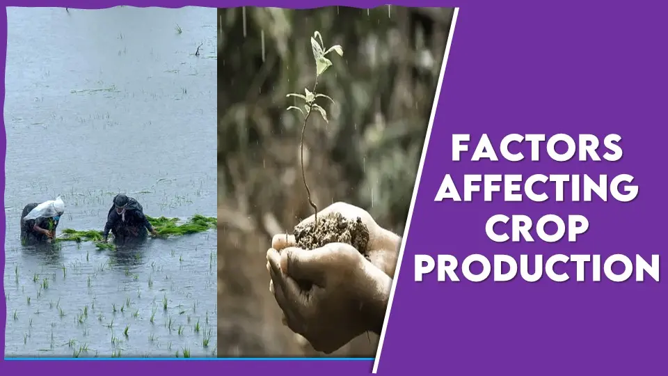 Factors Affecting Crop Production.webp