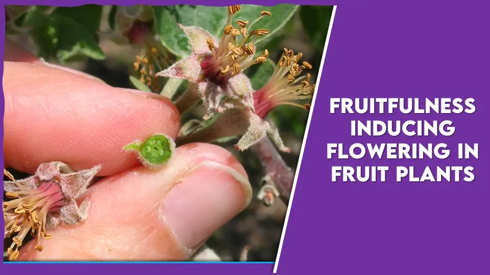 Fruitfulness – Inducing Flowering in Fruit Plants