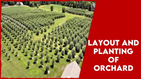 Layout And Planting of Orchard