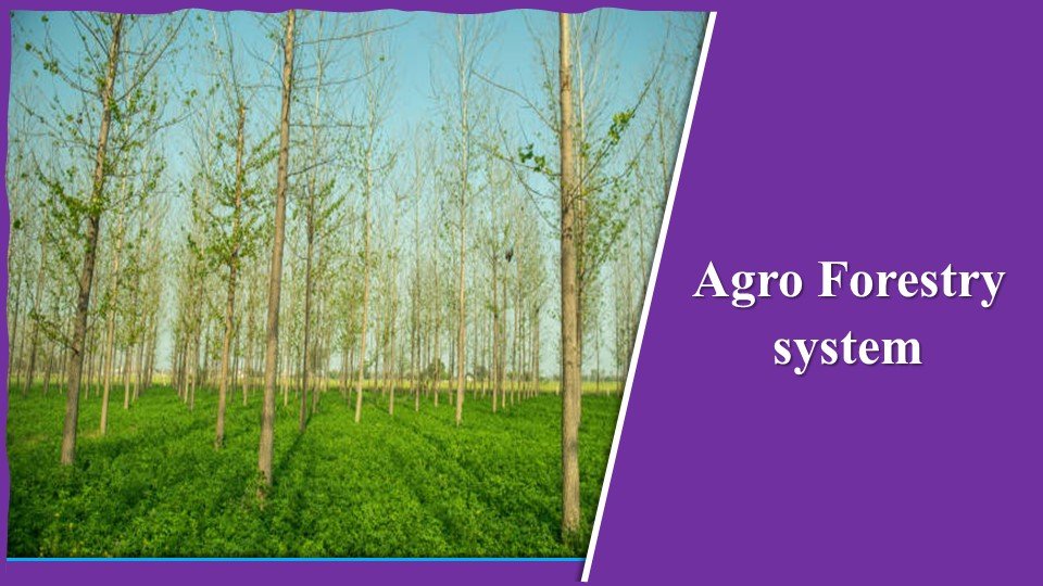 agro forestry system.jpg