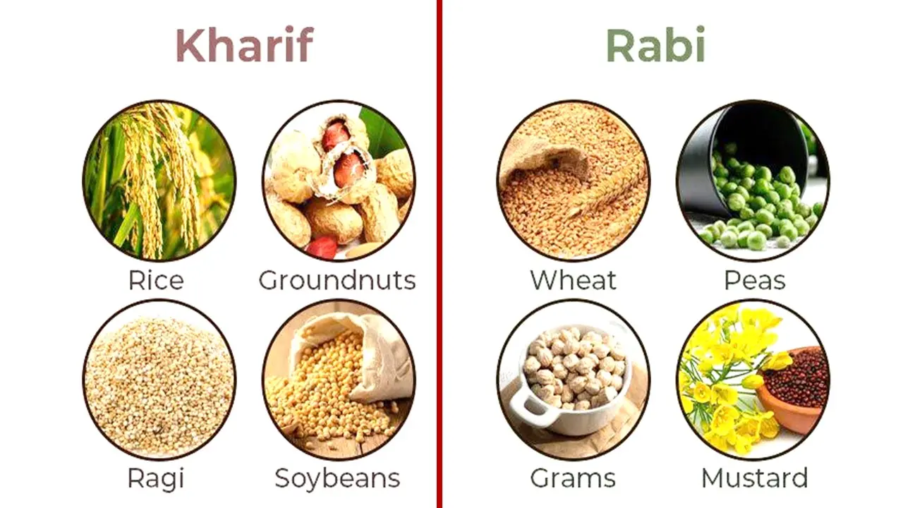 kharif crop , rabi crop - classification of crops in agriculture.webp