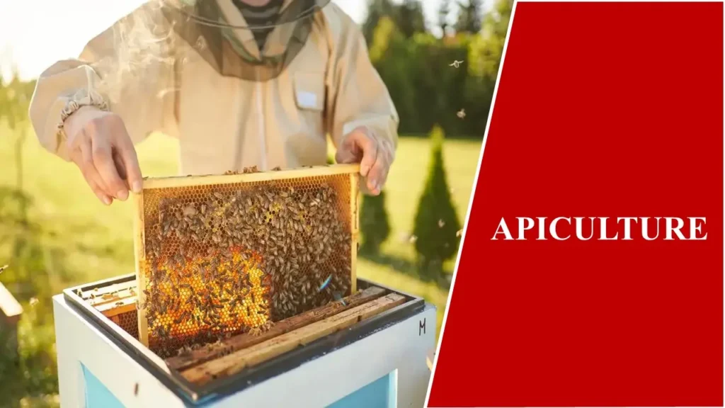 APICULTURE