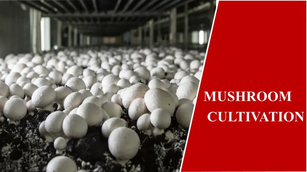 MUSHROOM cultivation