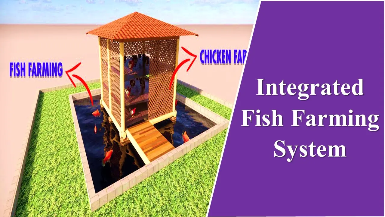 Integrated Fish Farming System