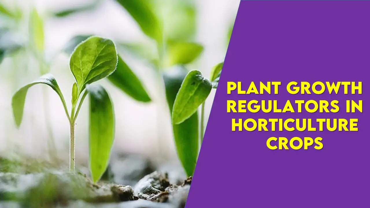 Plant Growth Regulators In Horticulture