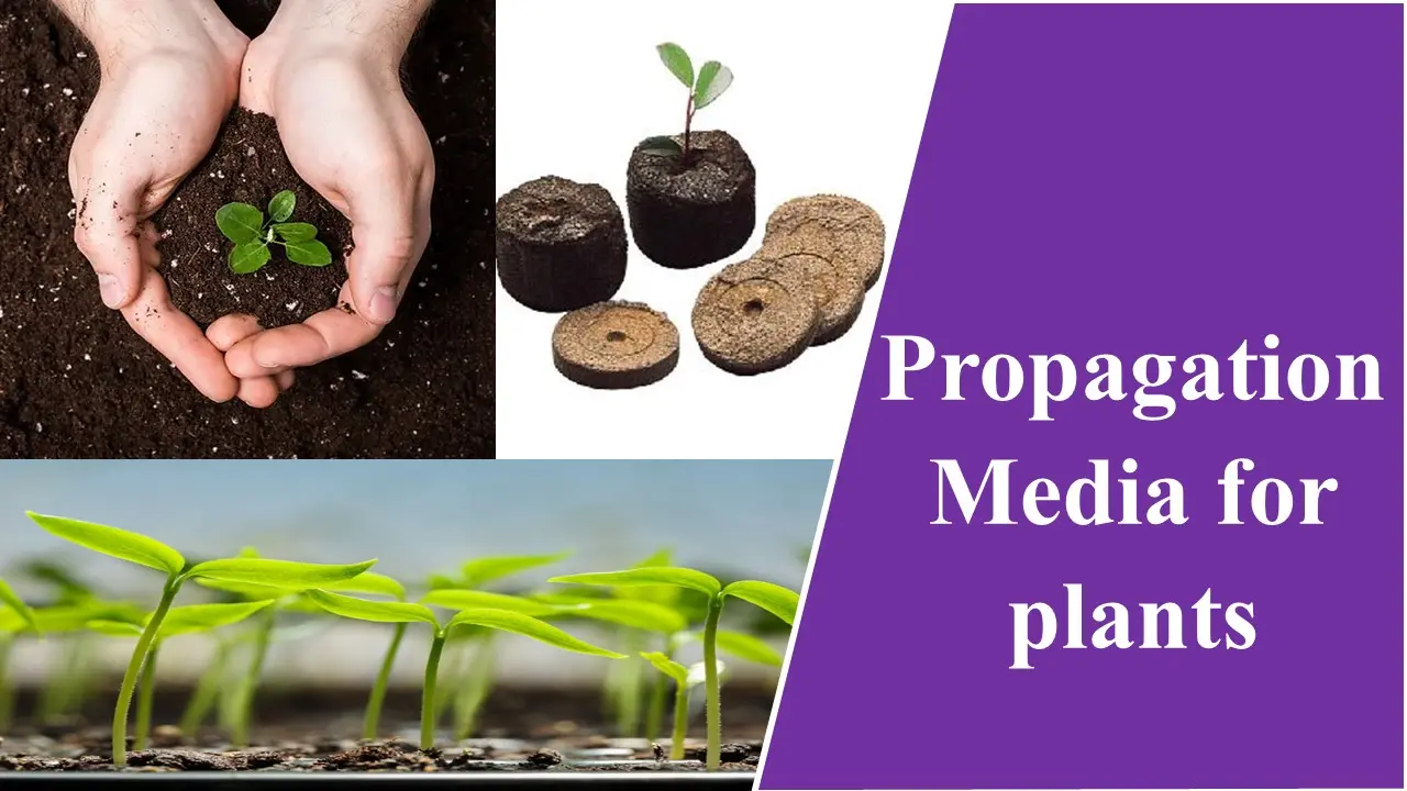 Propagation Media for plants