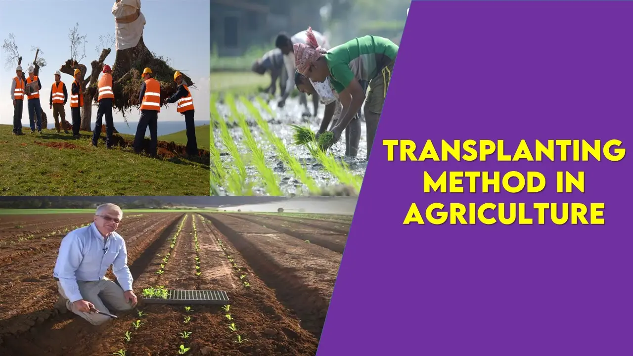 Transplanting Method In Agriculture