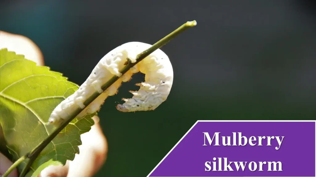 Mulberry silkworm