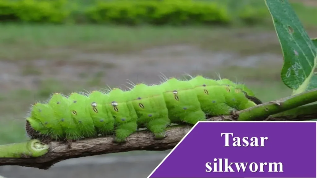 Tasar silkworm