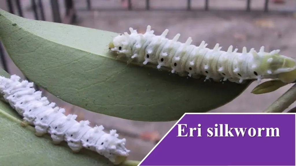 Eri silkworm