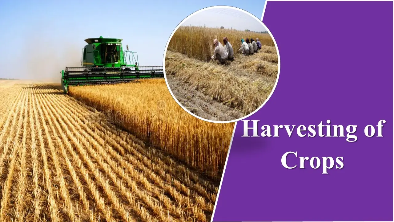 Harvesting of crops