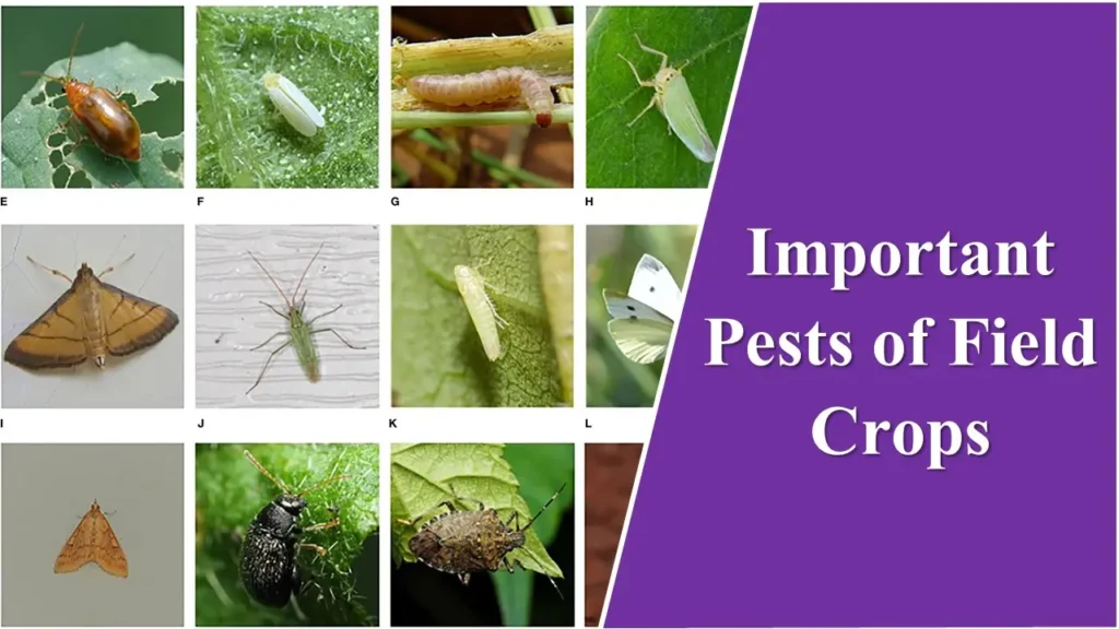 Important Pests of Field Crops