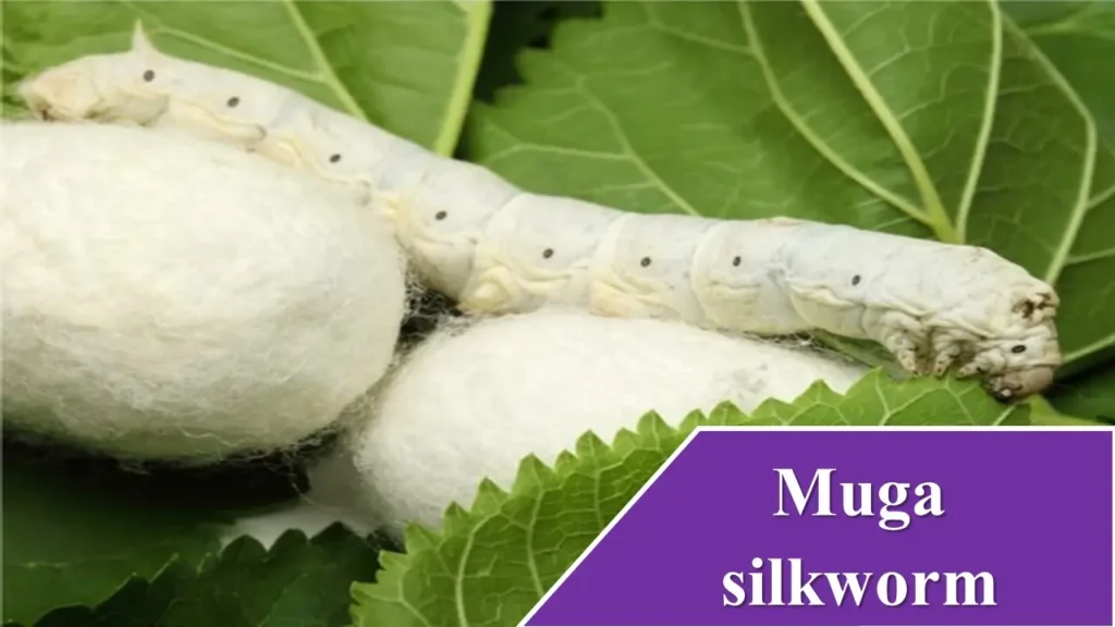 Muga silkworm