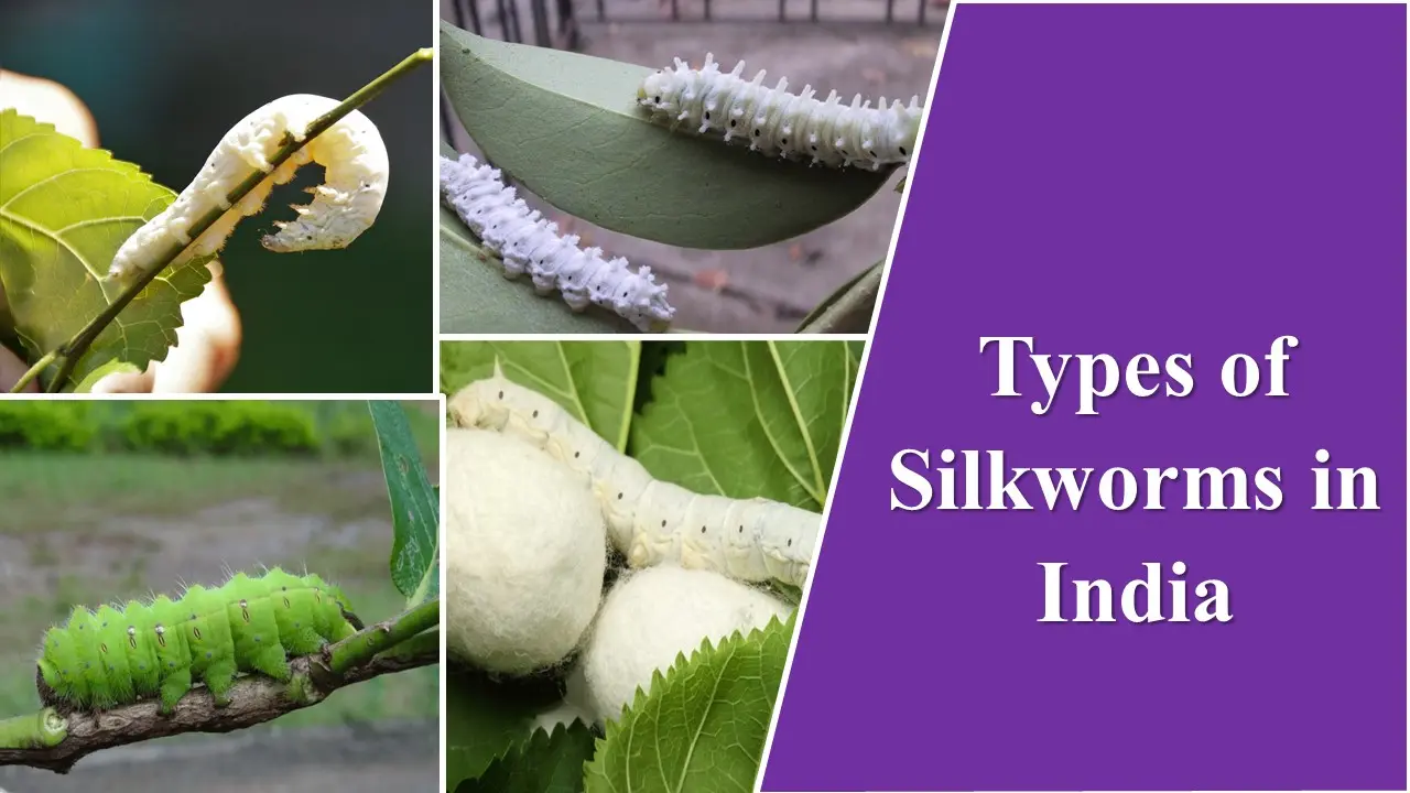 Types of silkworms in india