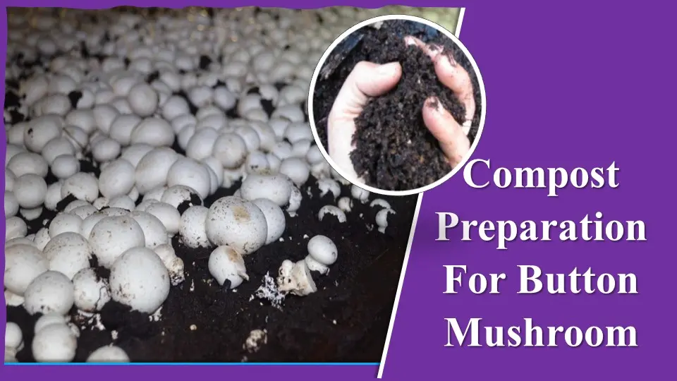 compost-preparation-for-button-mushroom