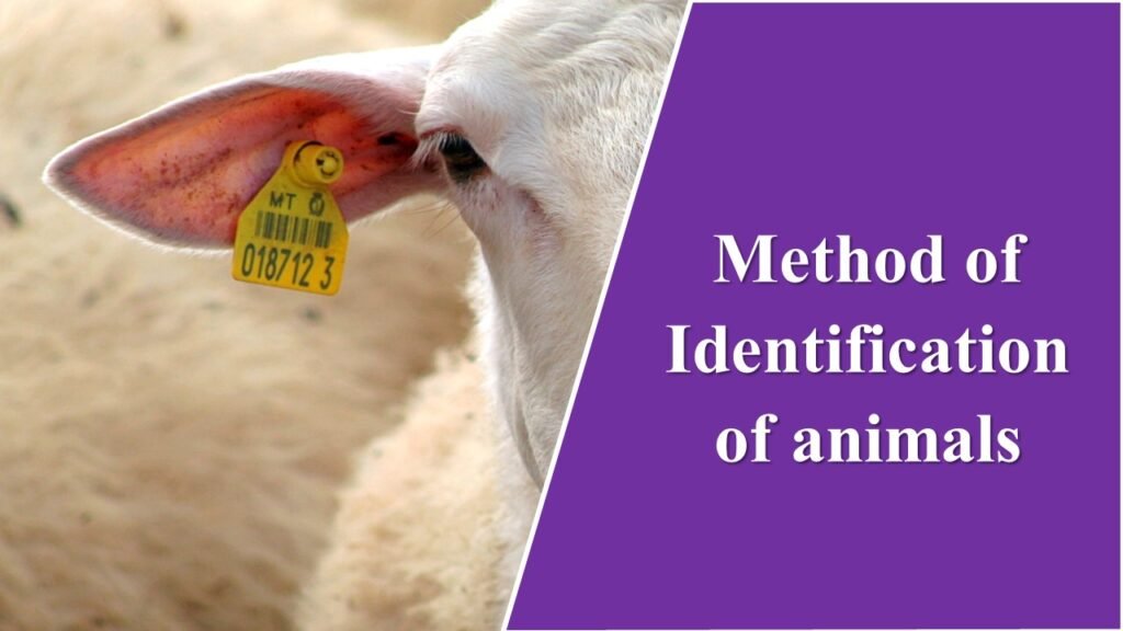 Method of Identification of animals