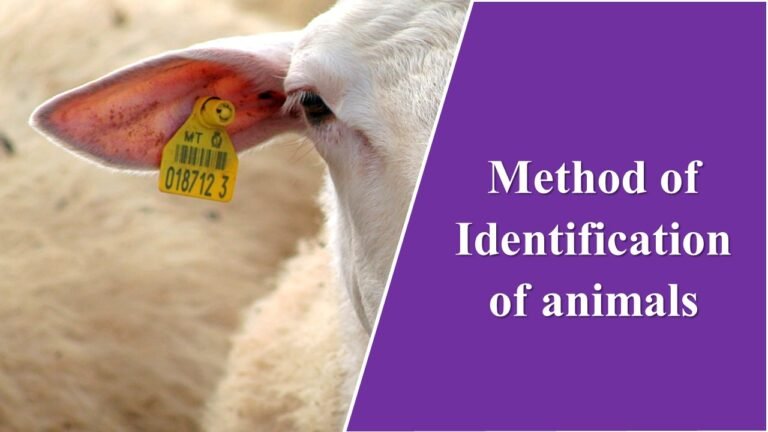 Method of Identification of animals - Bsc Agriculture Notes