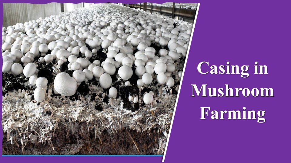 Casing in Mushroom Farming