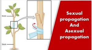 Sexual Propagation and Asexual Propagation - Bsc Agriculture Notes