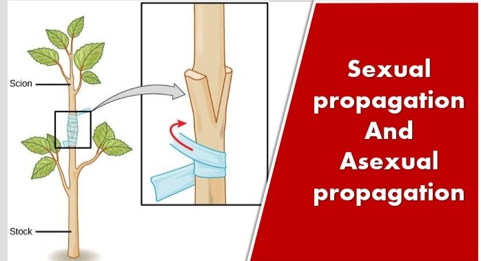 Sexual propagation and asexual propagation