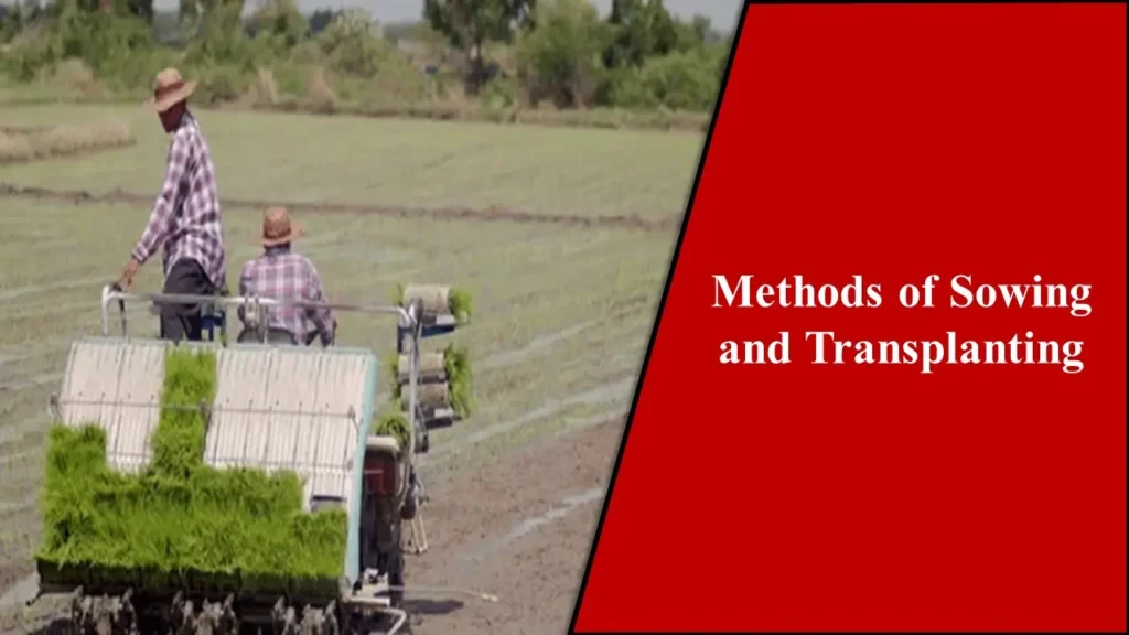 Methods of Sowing and Transplanting