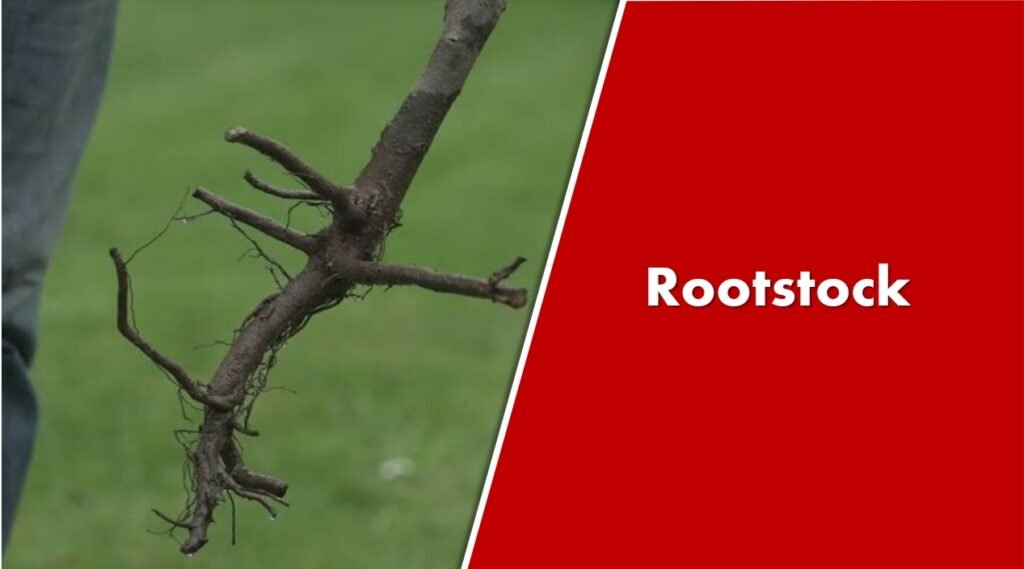 Rootstock