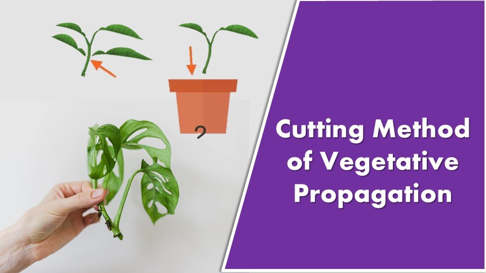 Cutting Method of Vegetative Propagation