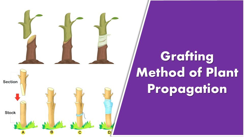 Grafting Method of Plant Propagation