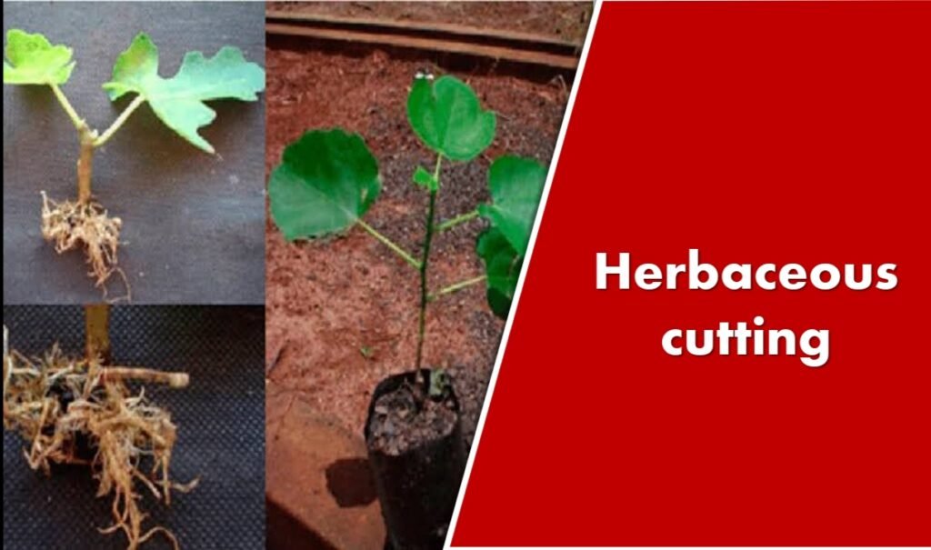 Herbaceous cutting