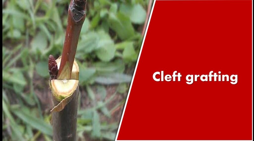 Cleft grafting