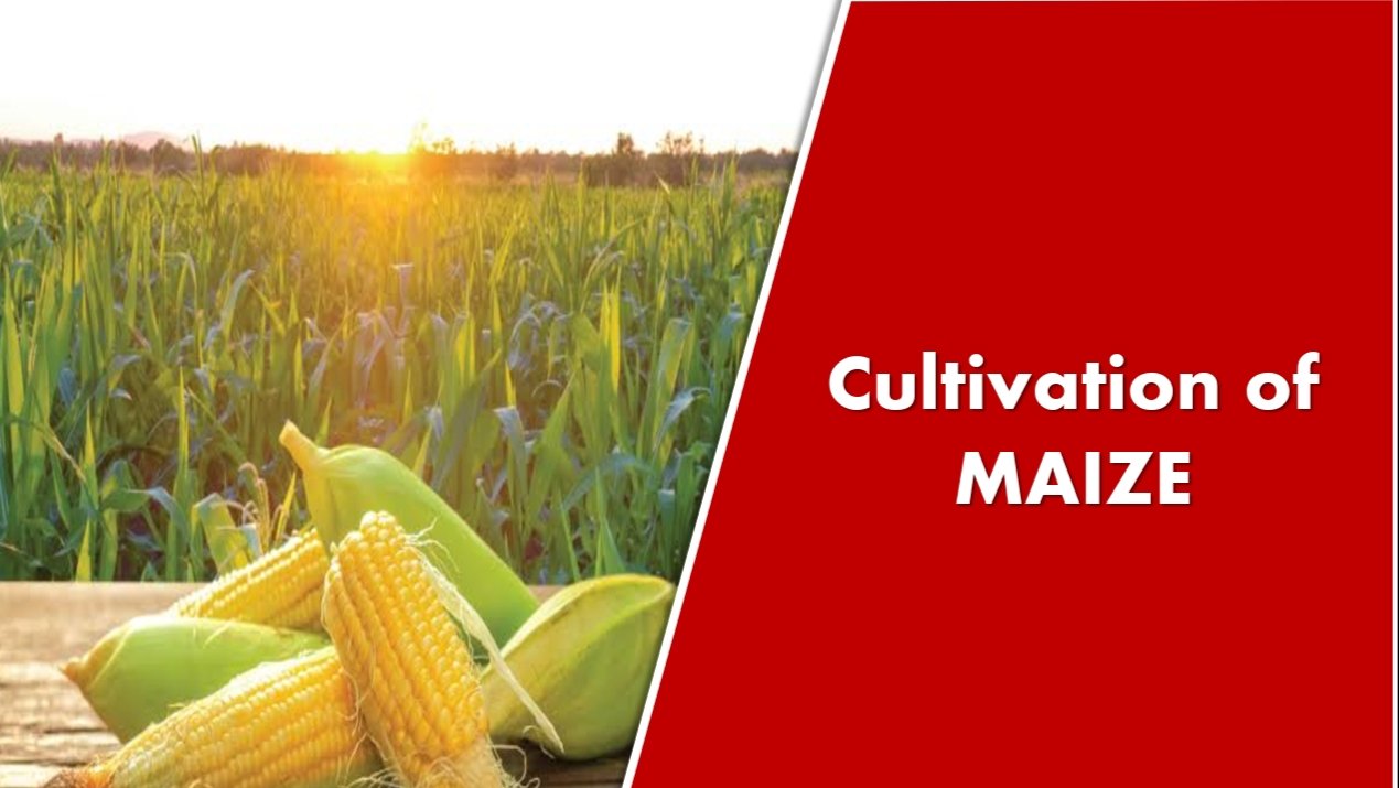 Cultivation of MAIZE