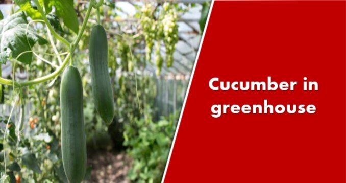 How to grow cucumber in greenhouse