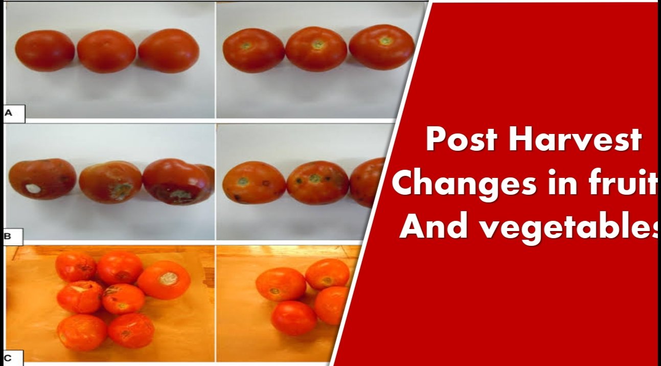 Post Harvest Changes in Fruits and Vegetables