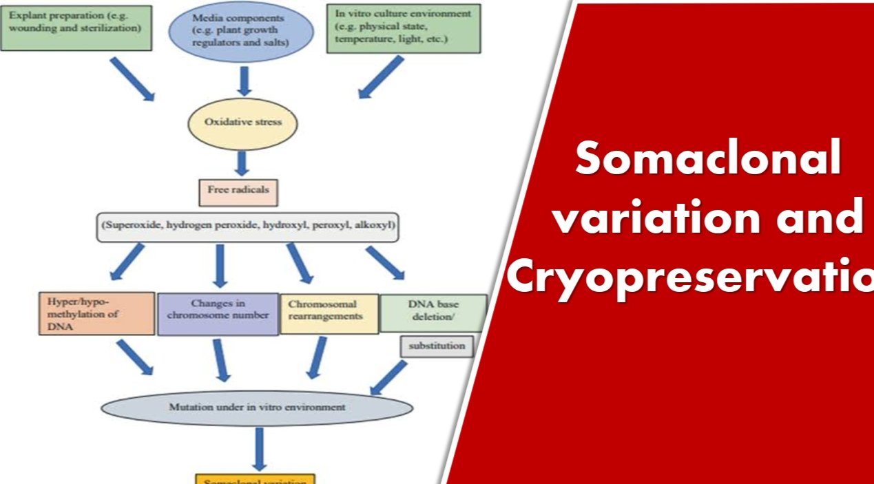 SOMACLONAL VARIATION AND CRYOPRESERVATION