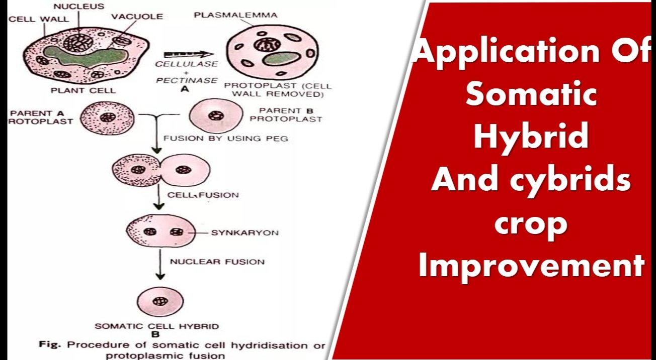 APPLICATION OF SOMATIC HYBRIDS AND CYBRIDS IN CROP IMPROVEMENT