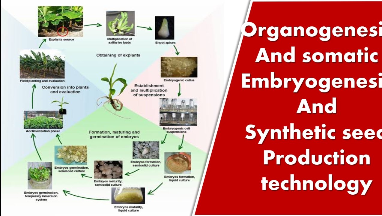 ORGANOGENESIS AND SOMATIC EMBRYOGENESIS AND SYNTHETIC SEED PRODUCTION TECHNOLOGY