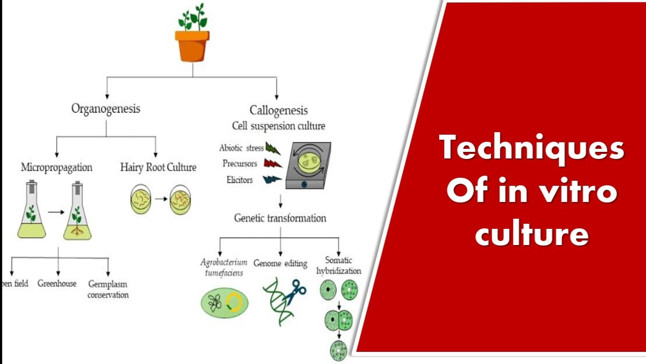 TECHNIQUES OF IN VITRO CULTURE