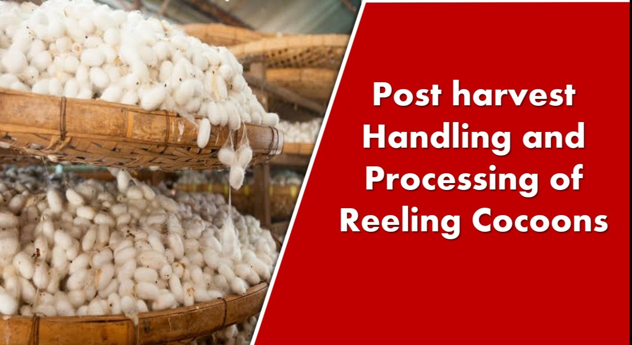 Post Harvest Handling and Processing of Reeling Cocoons